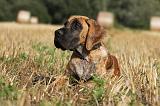 DOGUE ALLEMAND 302
